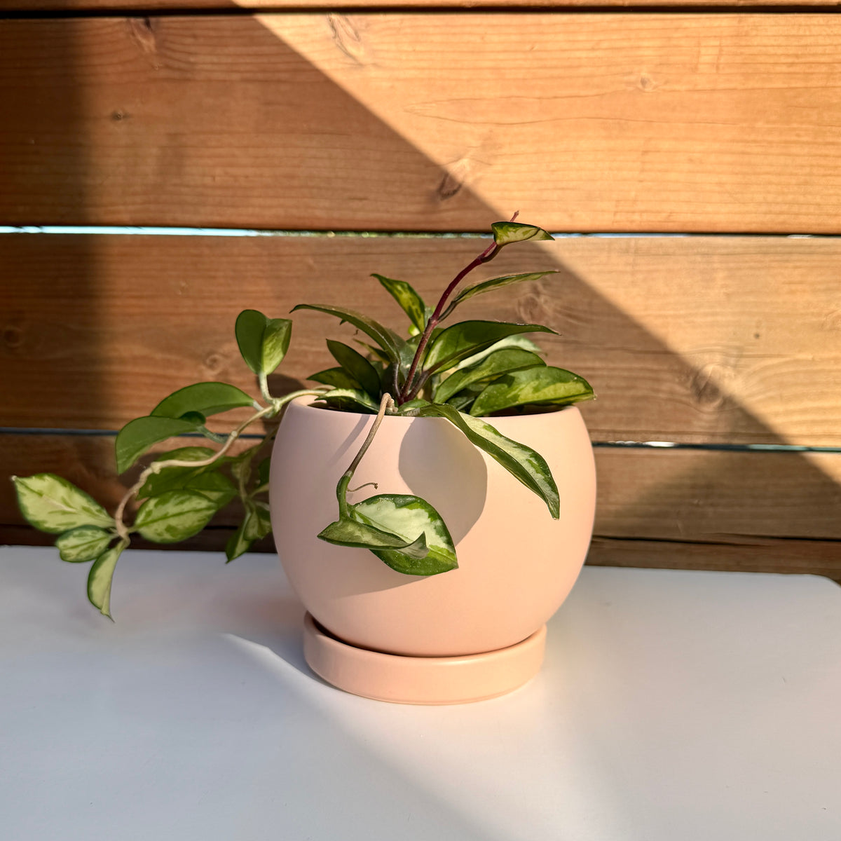 Bolle Planter with Saucer