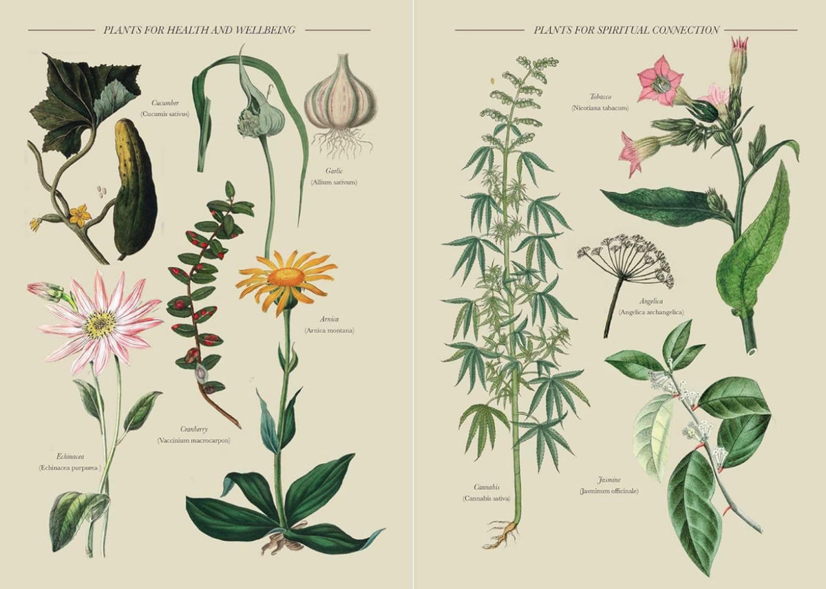 A practical guide to Magic In Nature by Jessica Lahoud