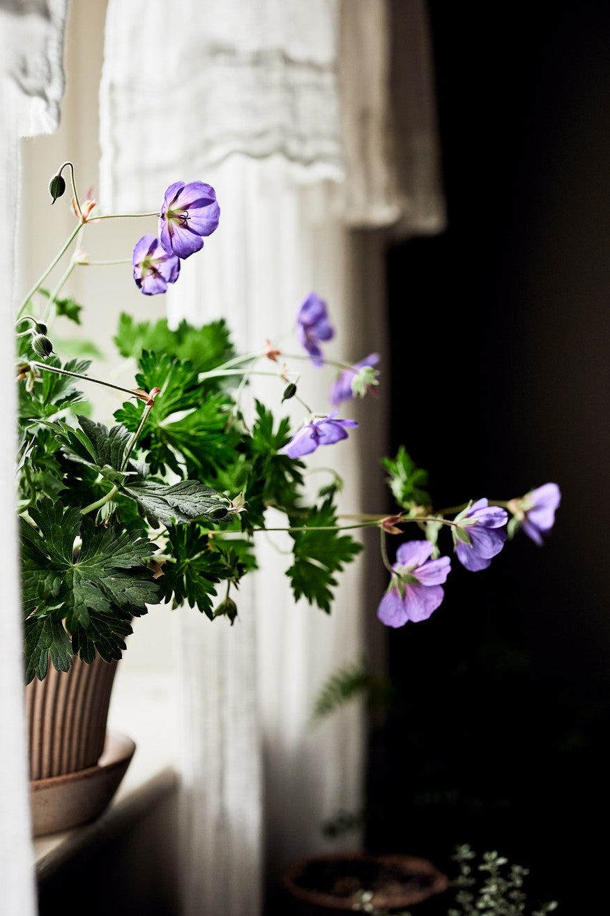 Daisy Raw Rosa Planter