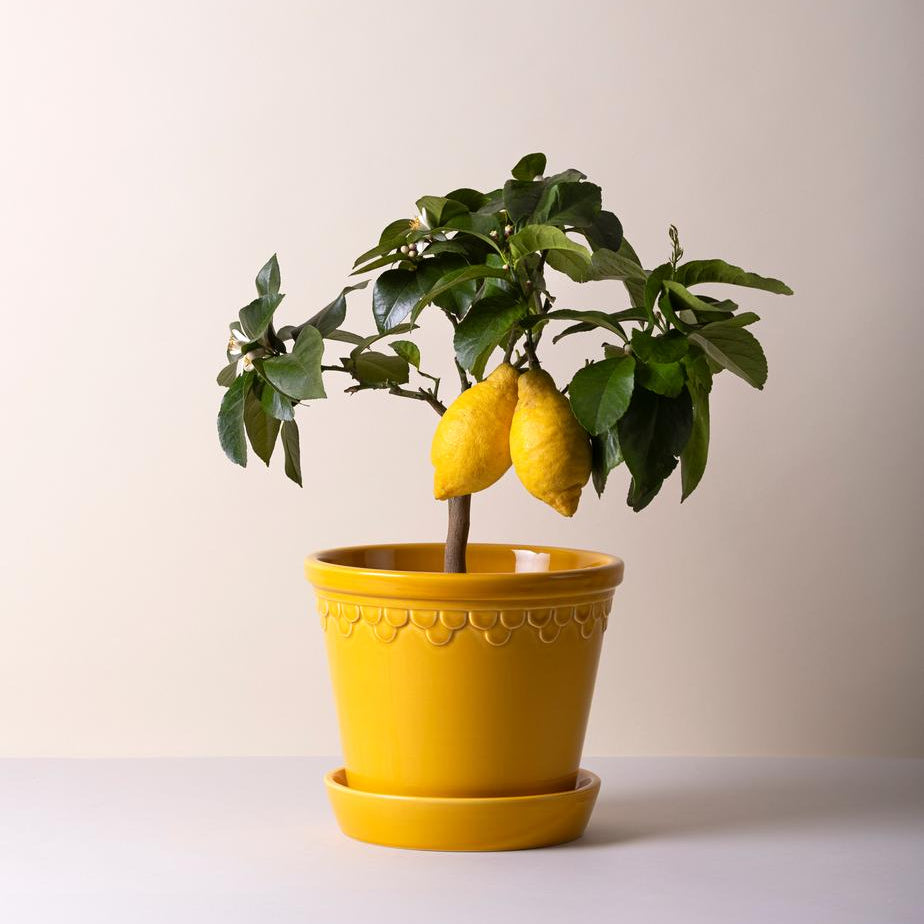 6.5” Kobenhavner Planter