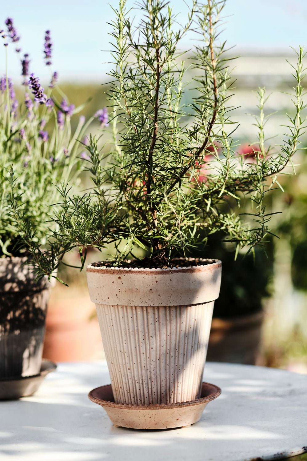 Simona Rosa Raw Clay Planter