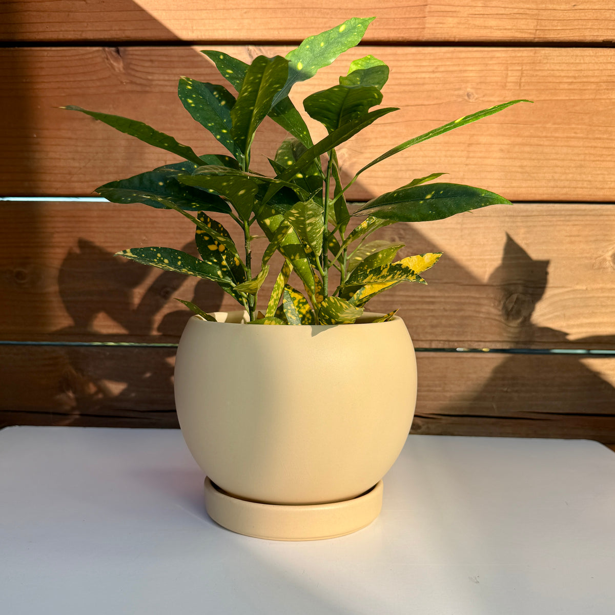 Bolle Planter with Saucer