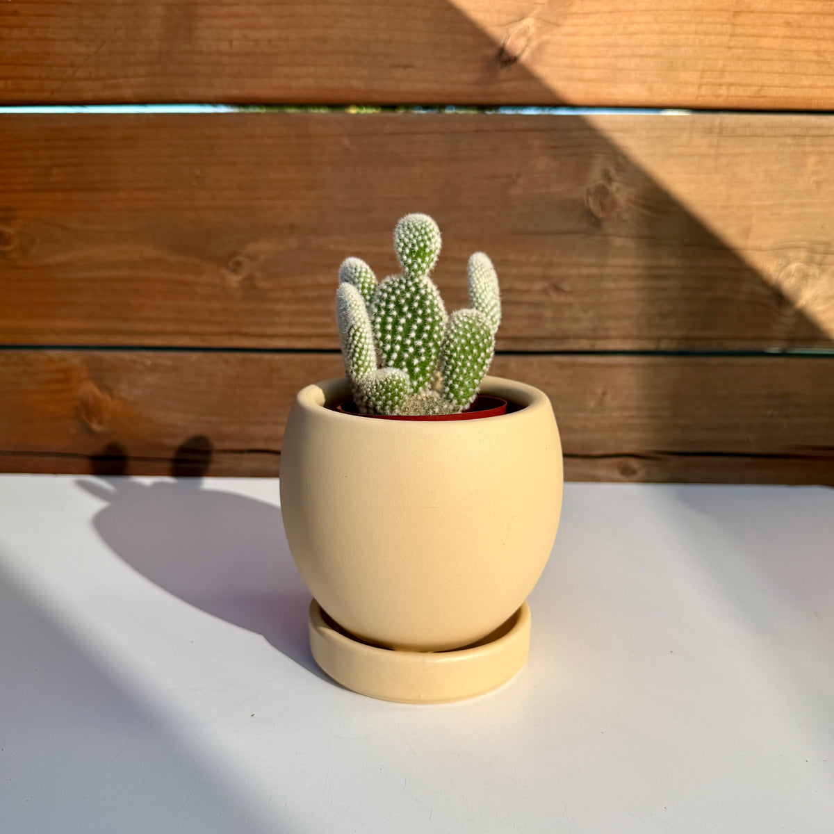 Bolle Planter with Saucer