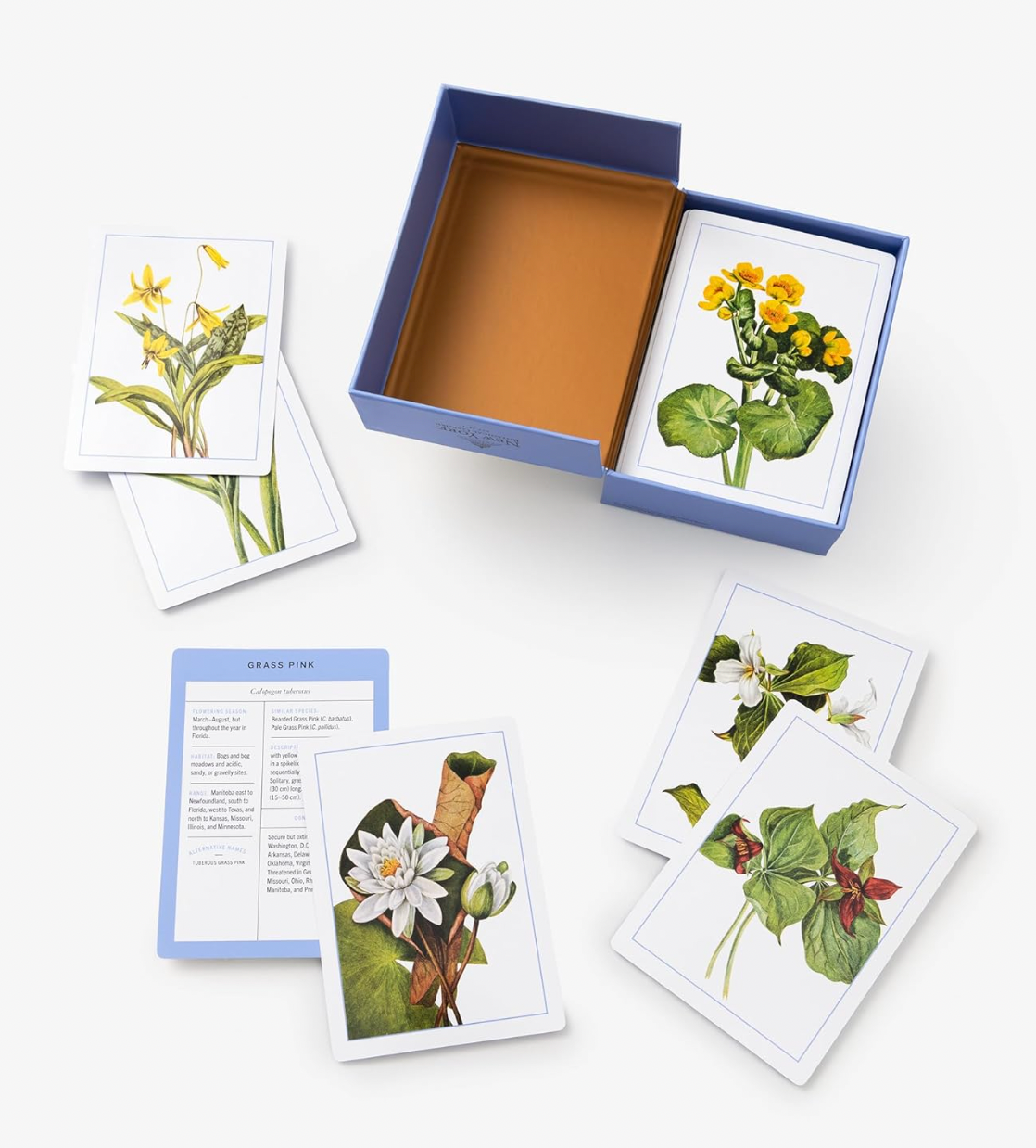 New York Botanical Garden Wildflower Identification Flashcards