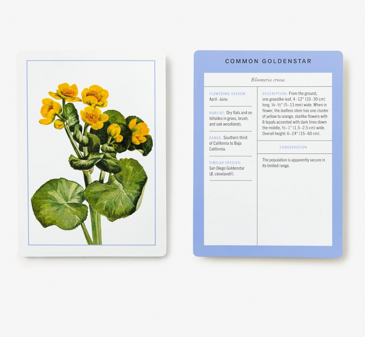 New York Botanical Garden Wildflower Identification Flashcards