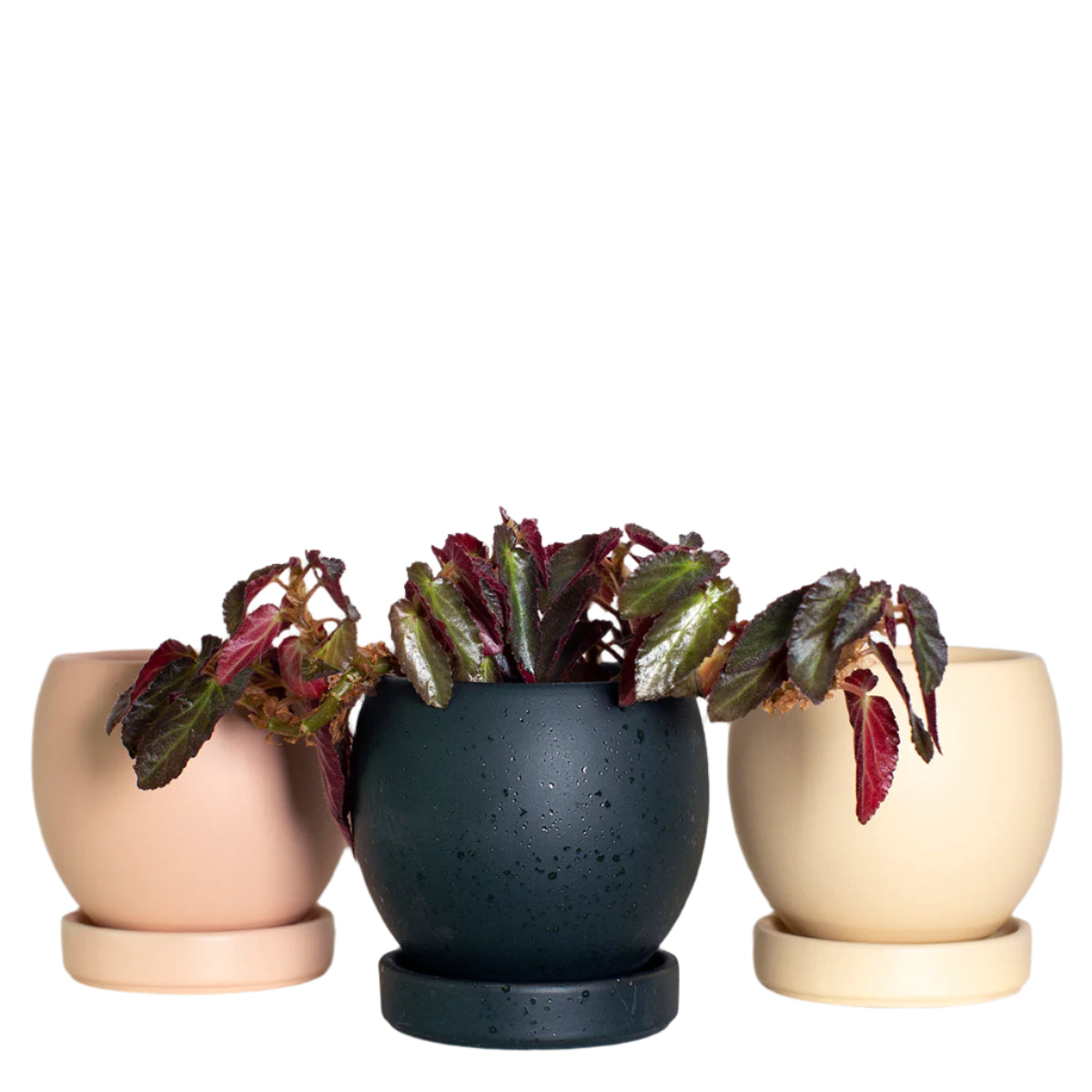 Bolle Planter with Saucer