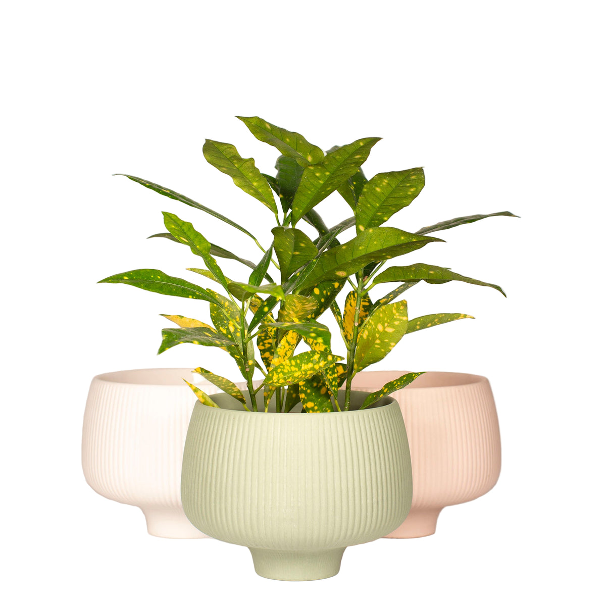 Green potted plant in a textured pot on a white background