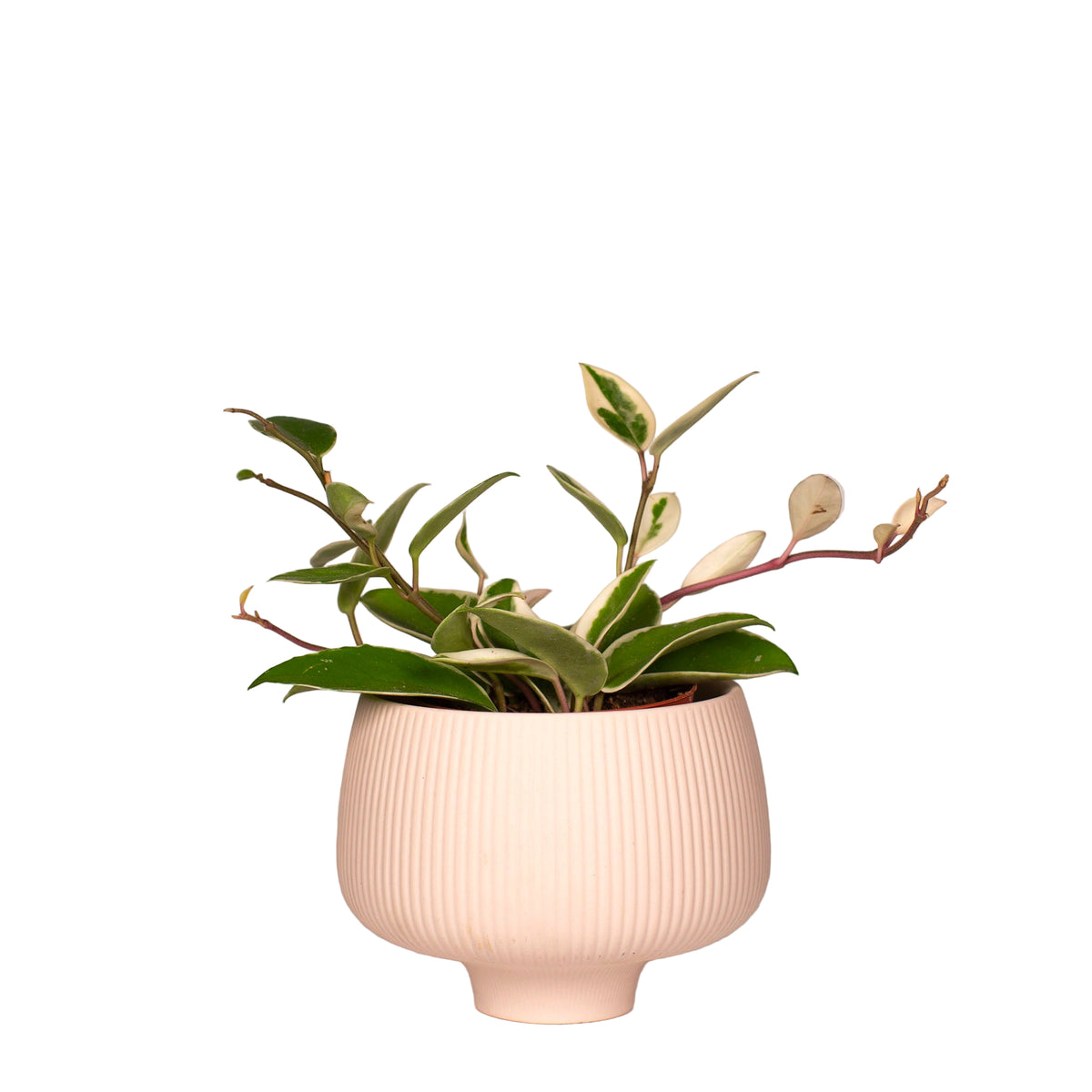 Lilo Porcelain Planter