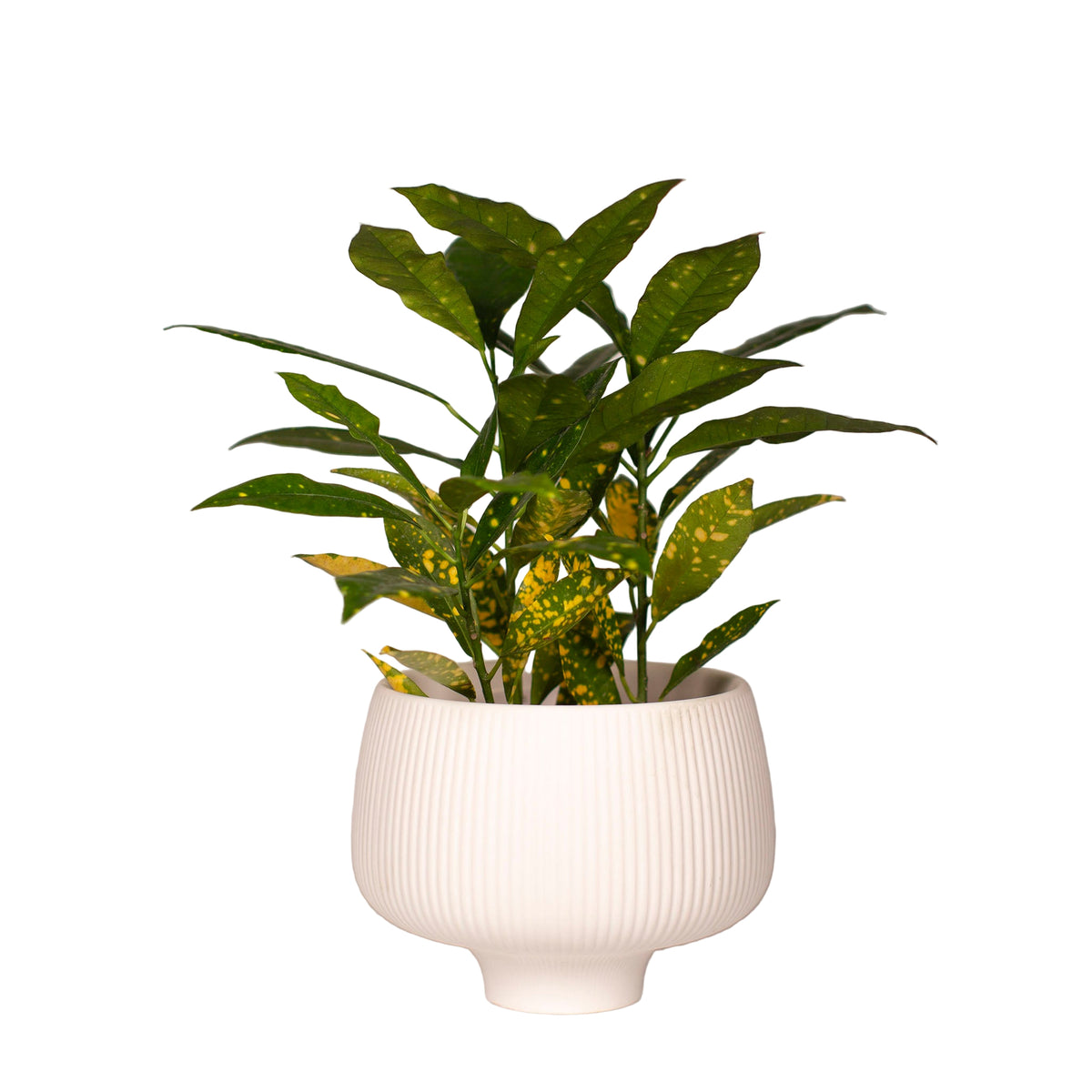 Lilo Porcelain Planter