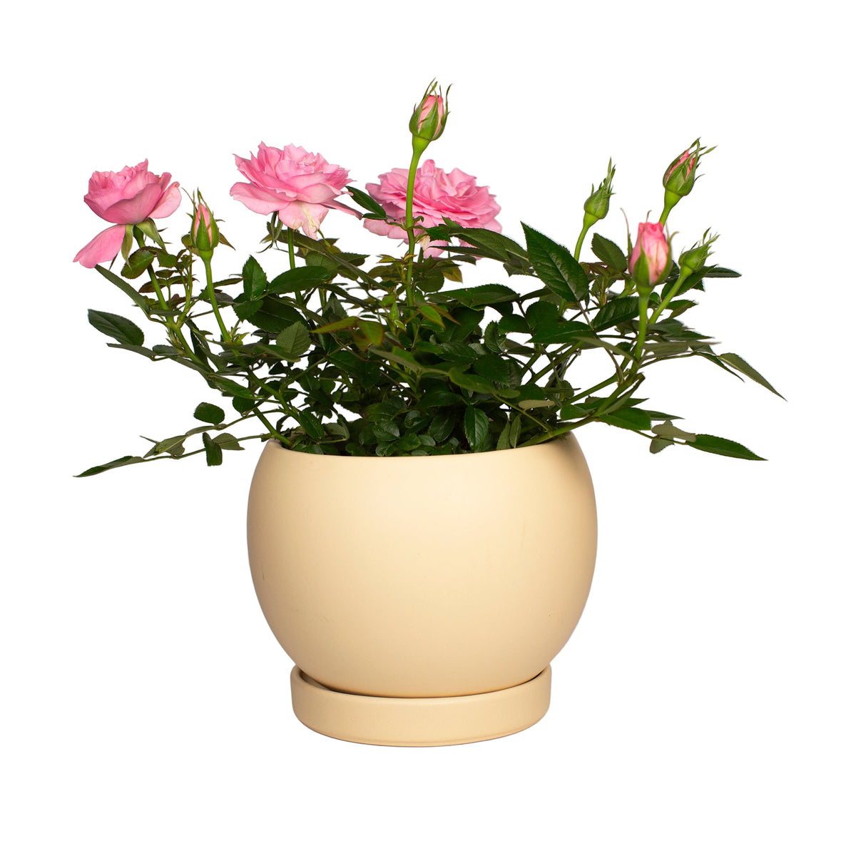 Medium Cream Bolle Planter