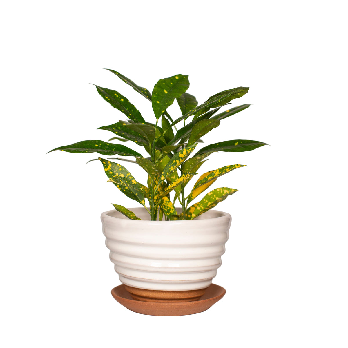 6" White Ridged Planter with Terra Cotta Saucer