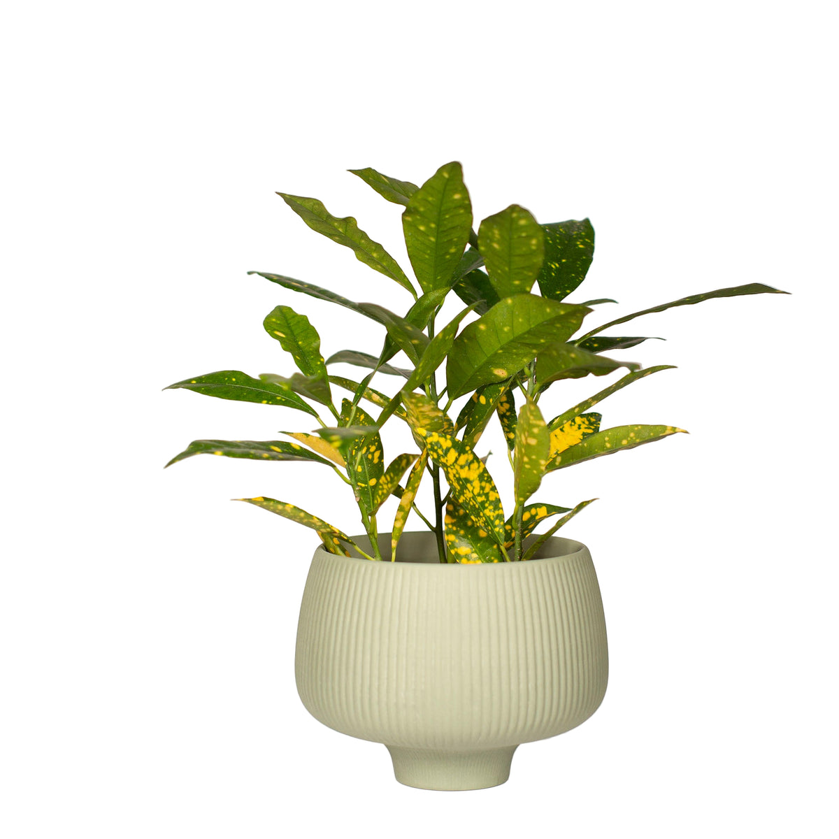 Lilo Porcelain Planter