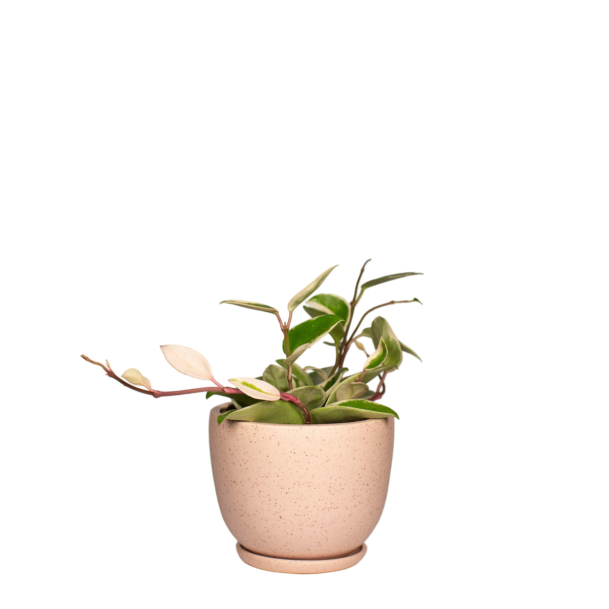 Speckled Planter with Saucer