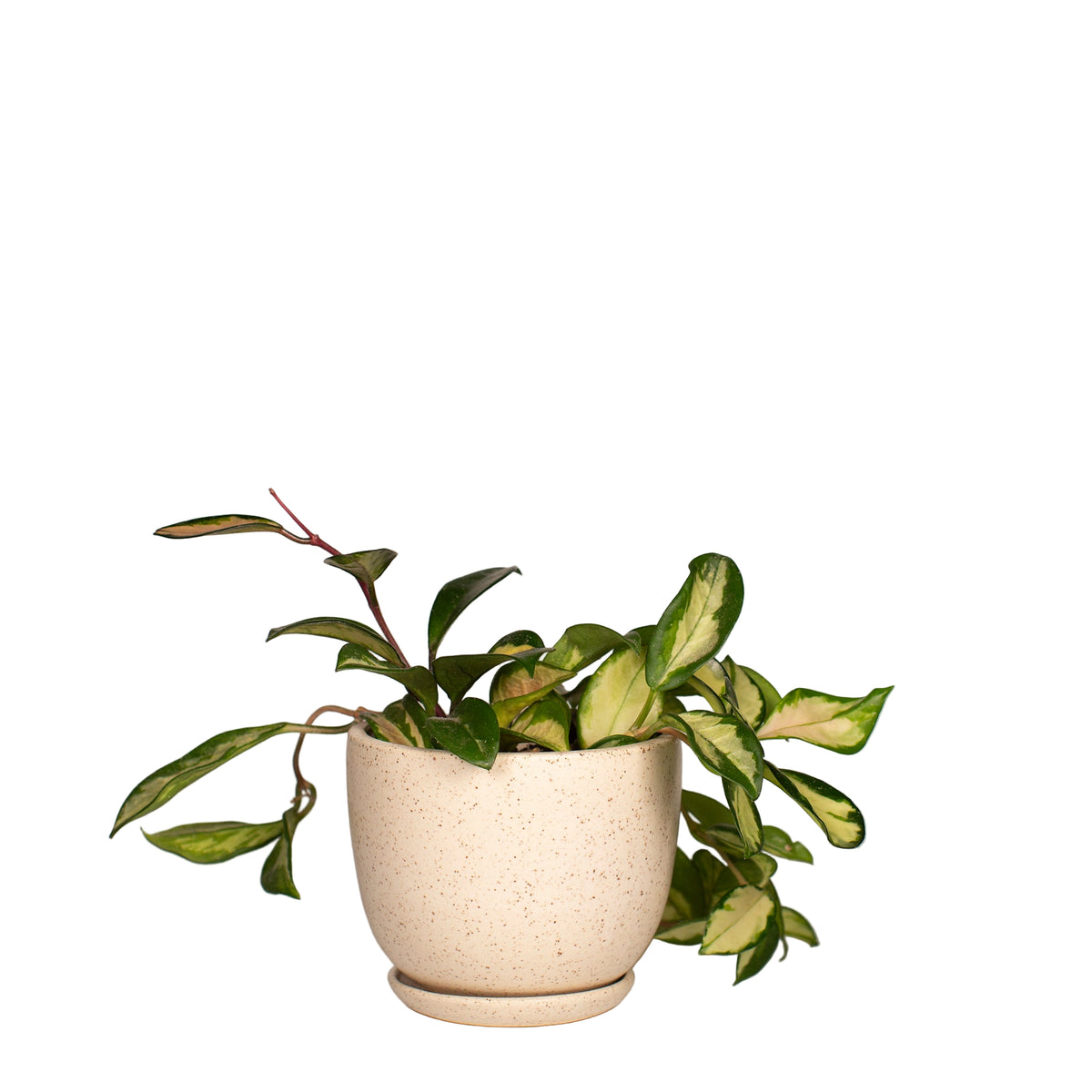 Speckled Planter with Saucer