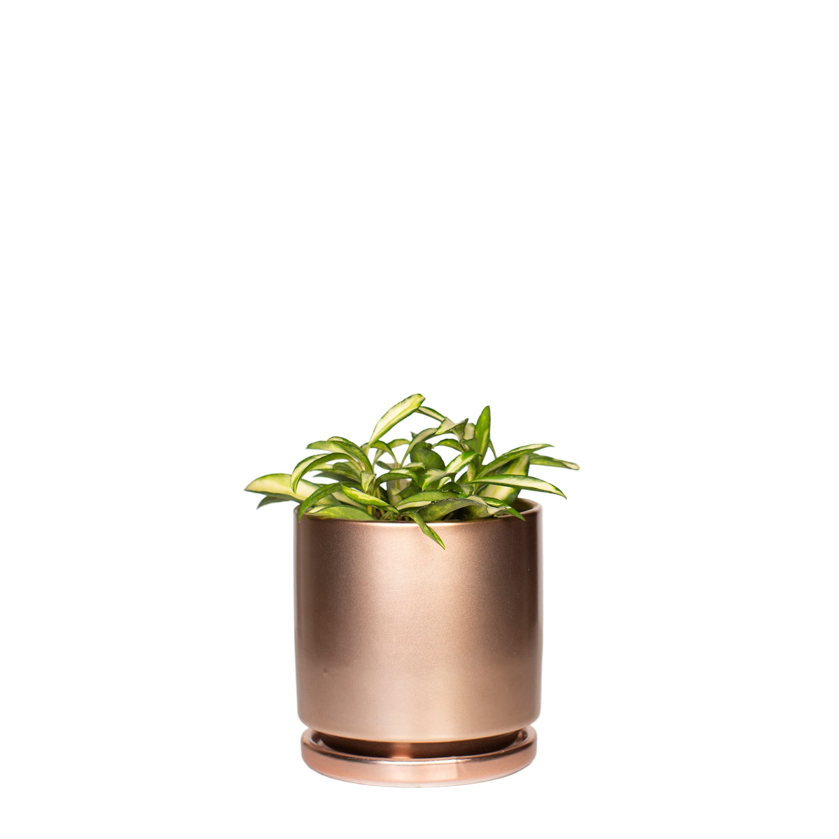 Rose Gold Metallic Planter Pot with Saucer