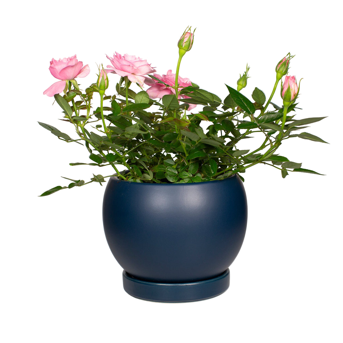 Medium Navy Bolle Planter