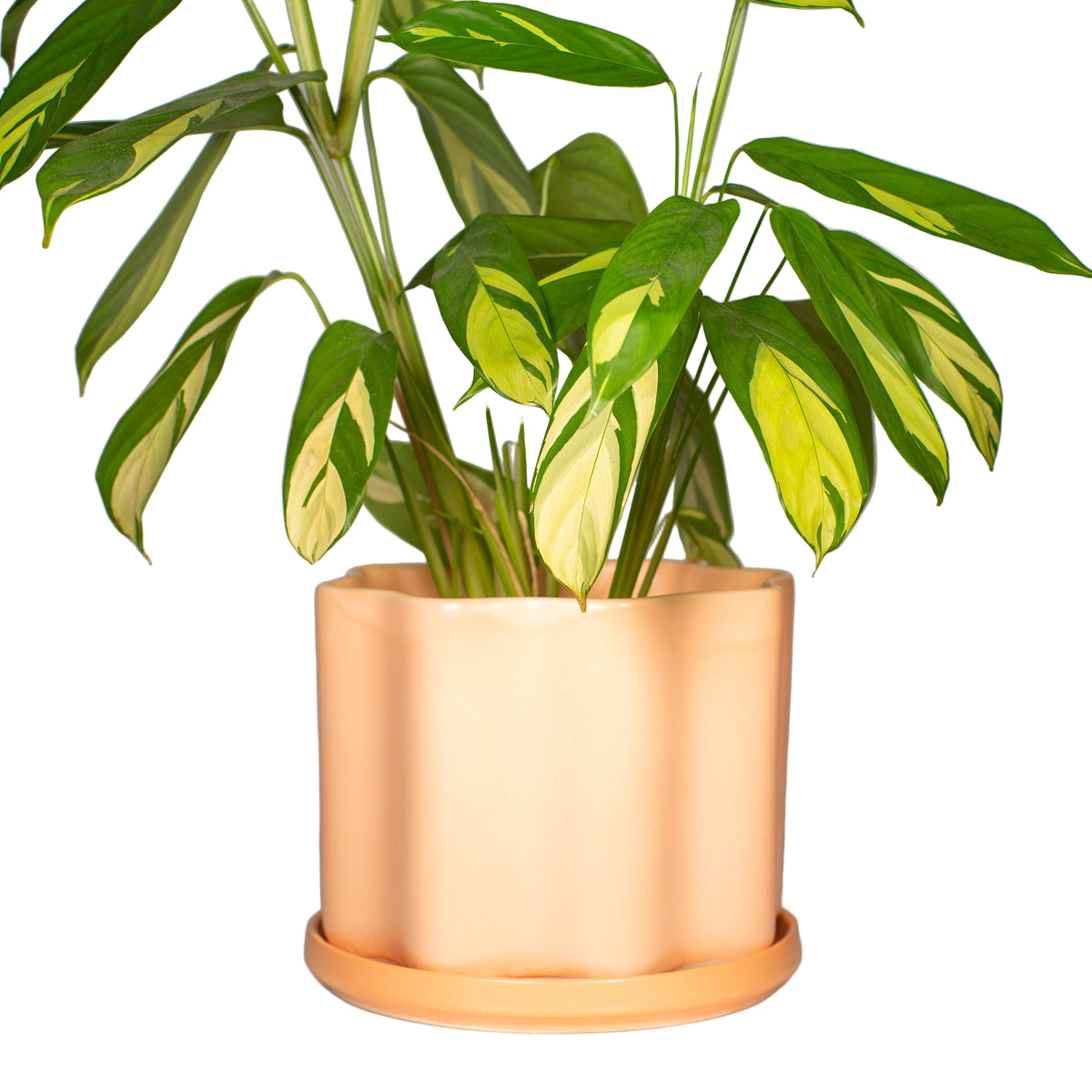 Medium Wavy Planter