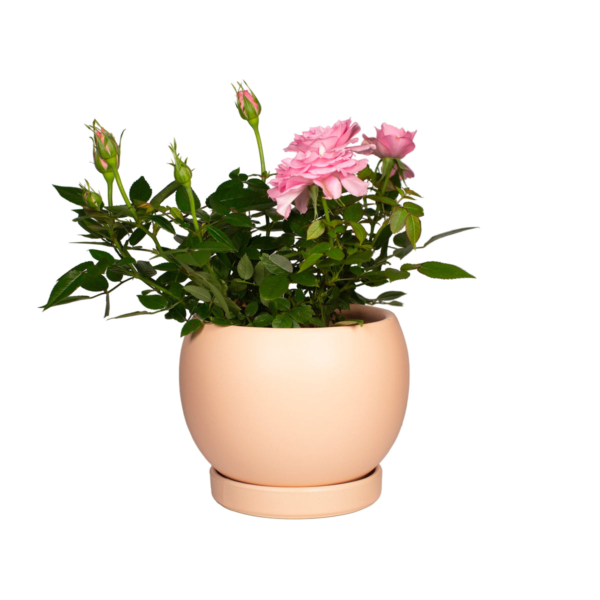 Medium Pink Bolle Planter with Saucer