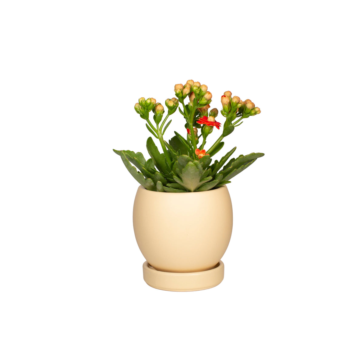Creamplant pot with green leaves and red flowers on a white background