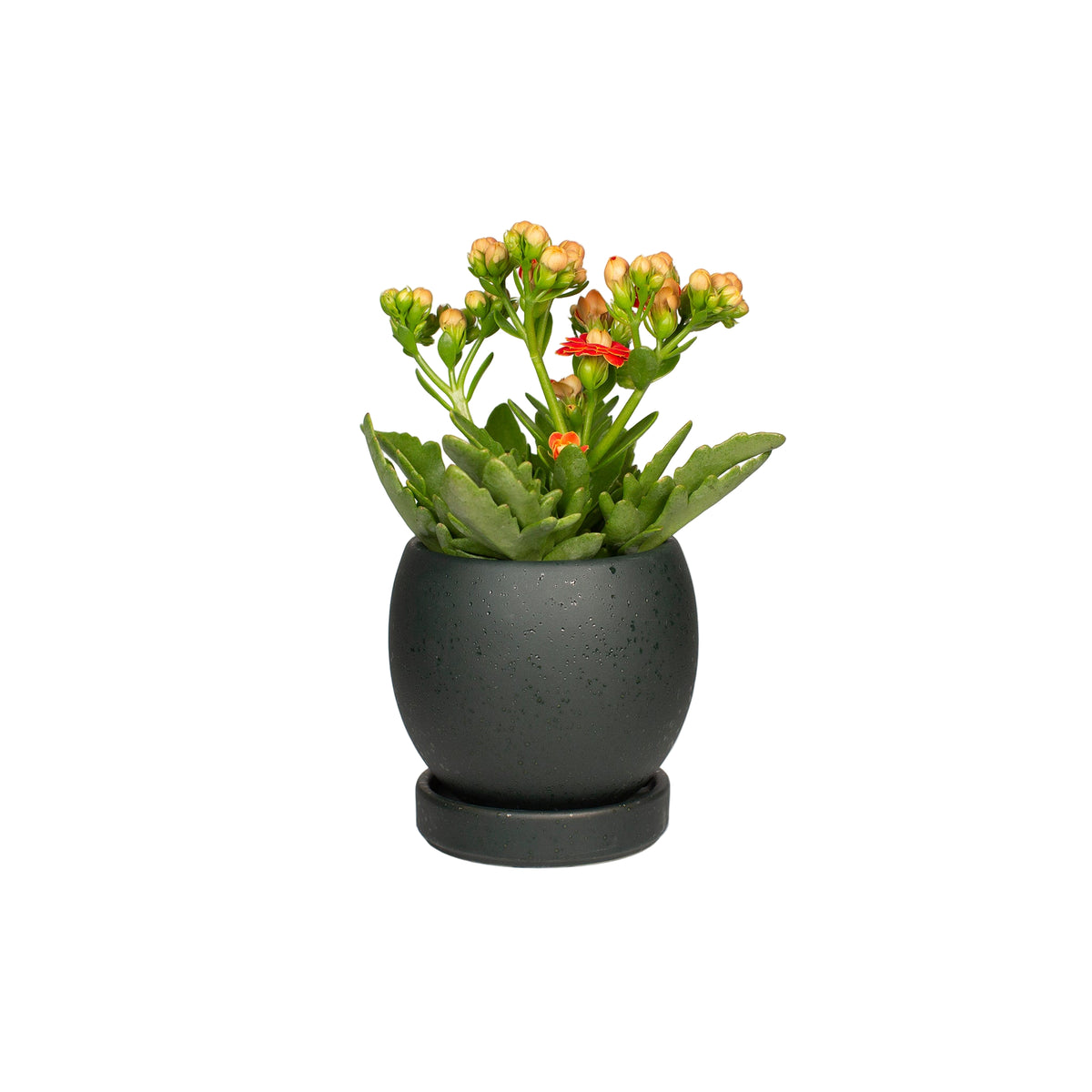 Small Bolle Planter Textured Forest