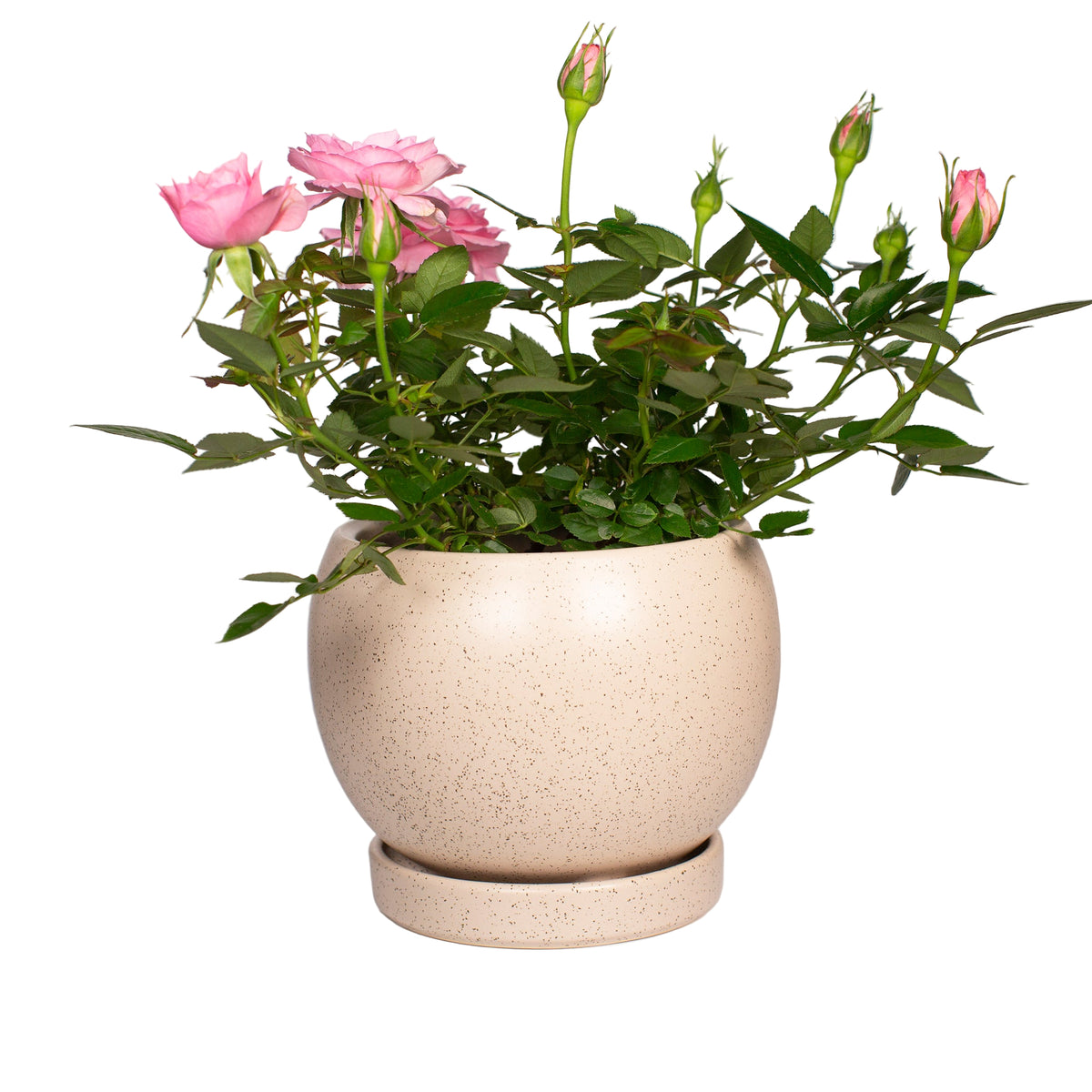Medium Speckled Sesame Bolle Planter