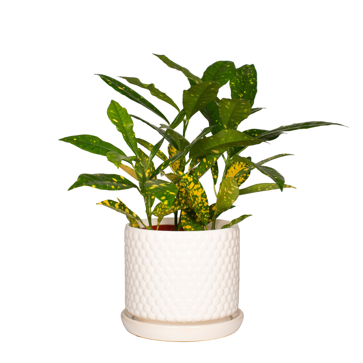 White Bubble Planter