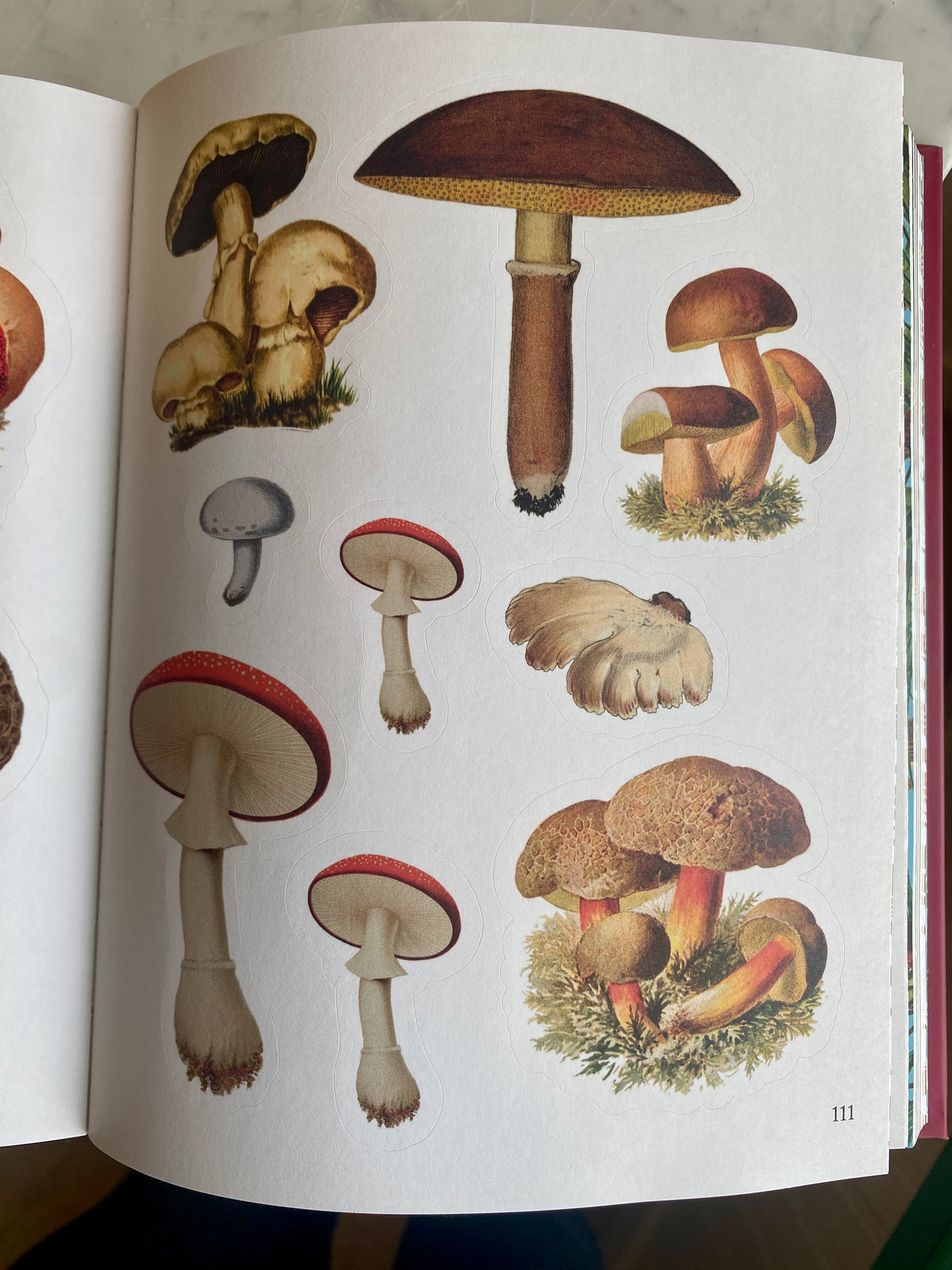 The Forest Fairies &amp; Fungi Sticker Anthology