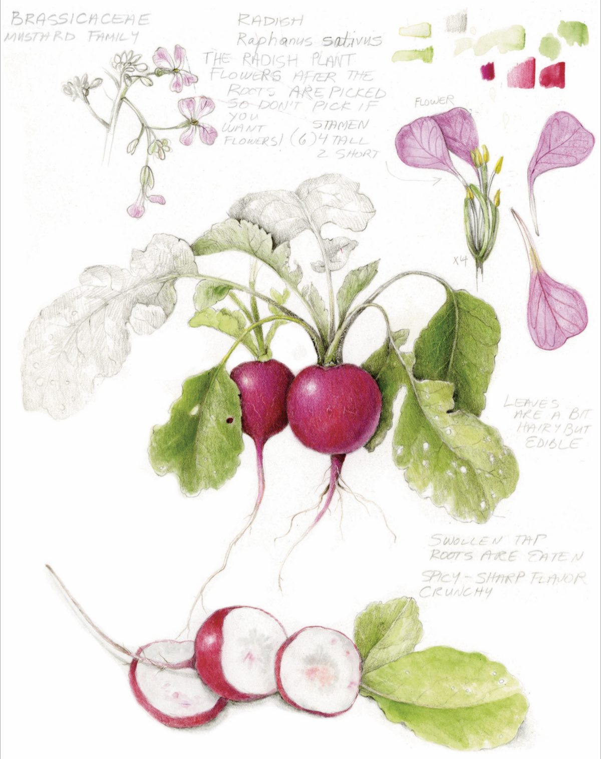 The Joy of Botanical Drawing by Wendy Hollender