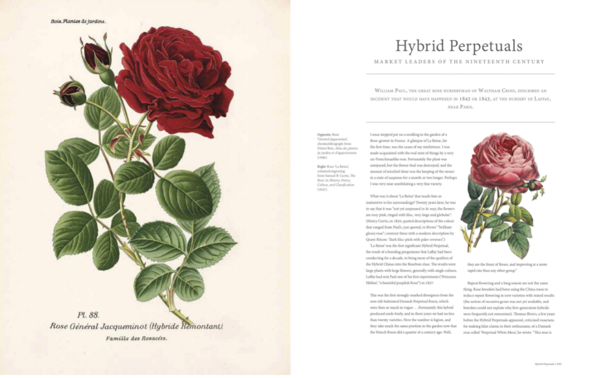 The Rose : The history of the world&#39;s favorite flower told through 40 extraordinary roses by Brent Elliot