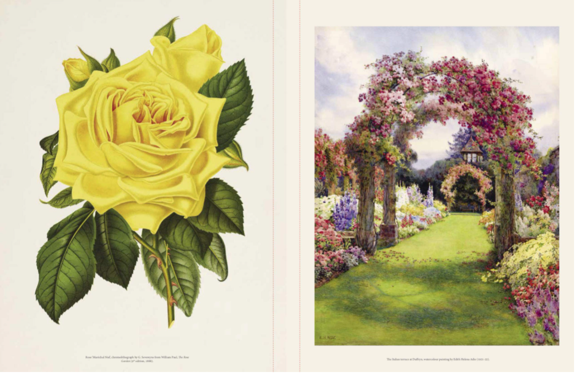 The Rose : The history of the world&#39;s favorite flower told through 40 extraordinary roses by Brent Elliot